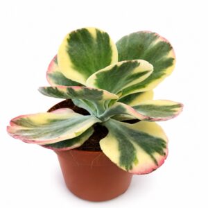 kalanchoe thyrsiflora variegata
