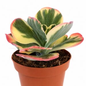 kalanchoe thyrsiflora variegata