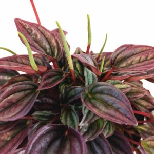 peperomia caperata cayenne