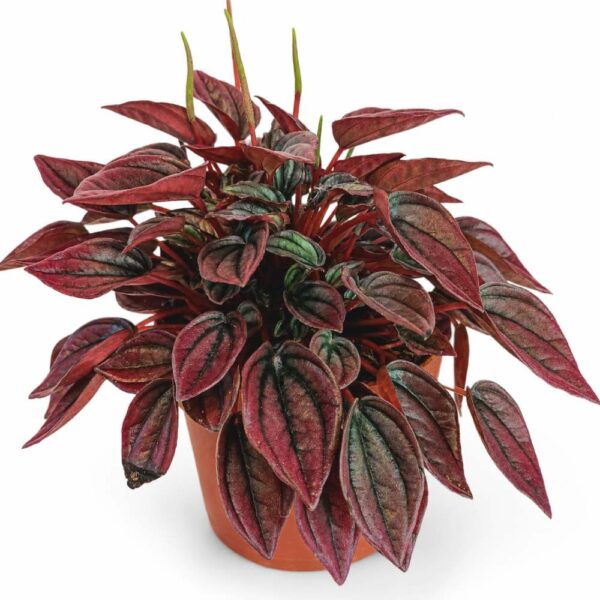 peperomia caperata cayenne peperomia caperata cayenne