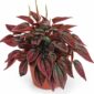 peperomia caperata cayenne