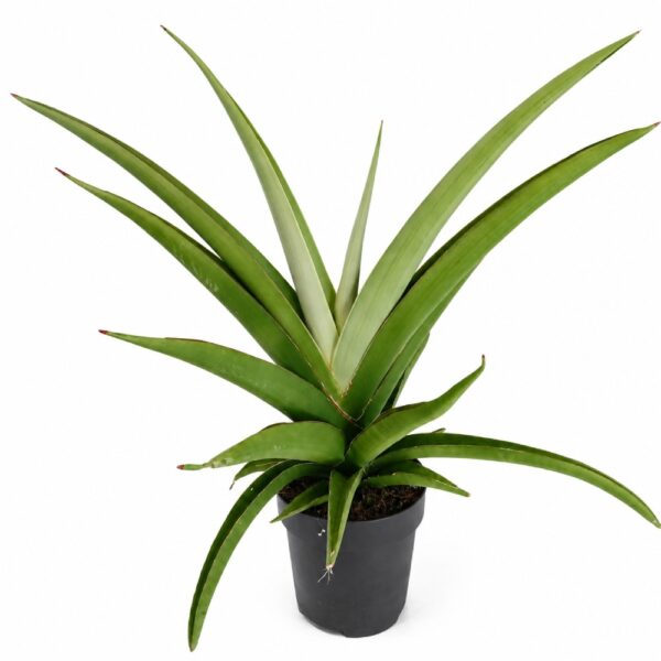 sansevieria comet pastel grey sansevieria comet pastel grey