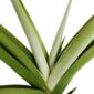 sansevieria comet pastel grey