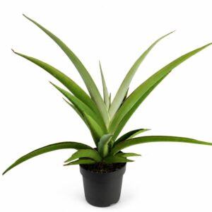 sansevieria comet pastel grey