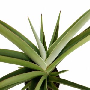 sansevieria comet pastel grey
