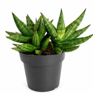 sansevieria cylindrica inti I
