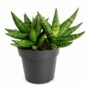 sansevieria cylindrica inti I