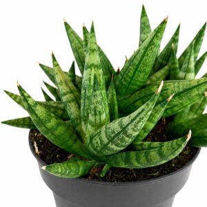 sansevieria cylindrica inti I