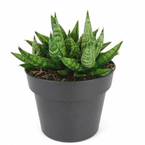 sansevieria cylindrica inti I