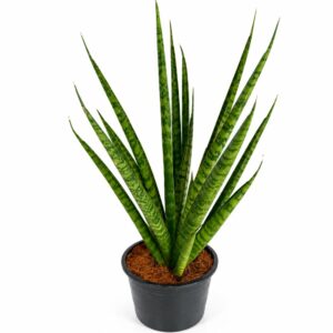 sansevieria trifasciata pineapple