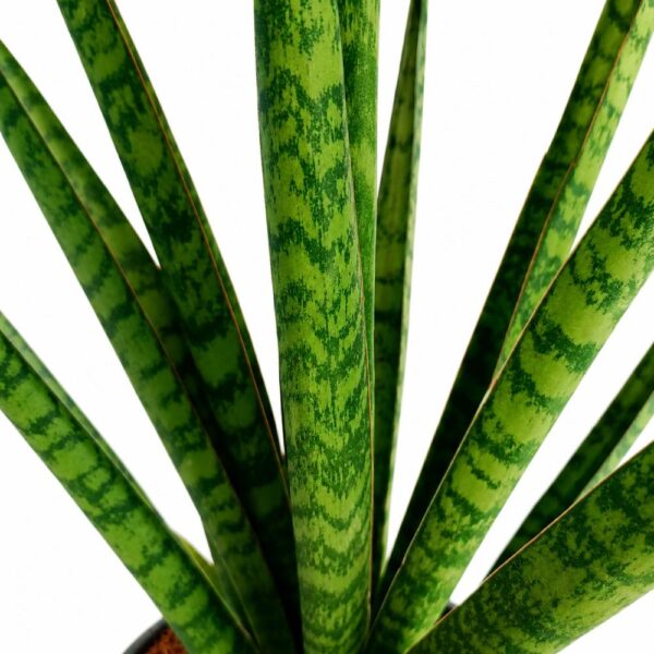 sansevieria trifasciata pineapple