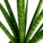 sansevieria trifasciata pineapple