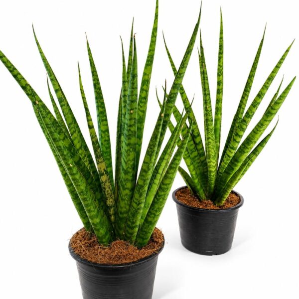 sansevieria trifasciata pineapple sansevieria trifasciata pineapple