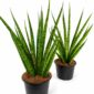sansevieria trifasciata pineapple