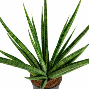 sansevieria trifasciata pineapple