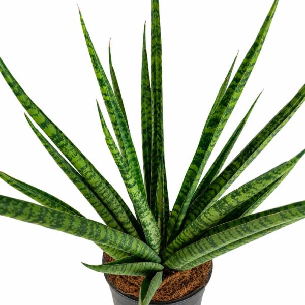 sansevieria trifasciata pineapple
