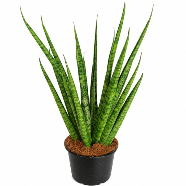 sansevieria trifasciata pineapple