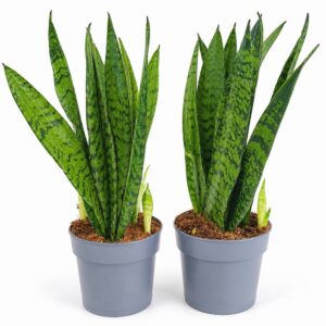 sansevieria zeylanica fan