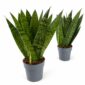 sansevieria zeylanica fan