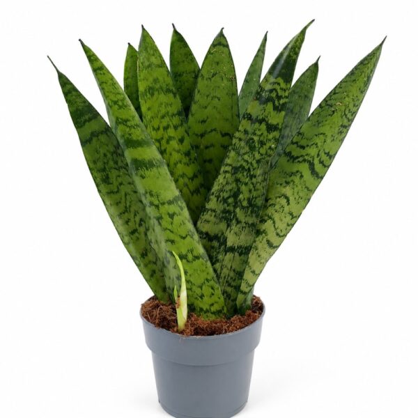 sansevieria zeylanica fan sansevieria zeylanica fan