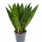 sansevieria zeylanica fan
