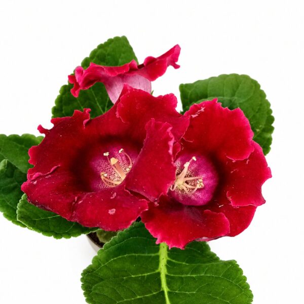 sinningia-gloksynia sinningia-gloksynia