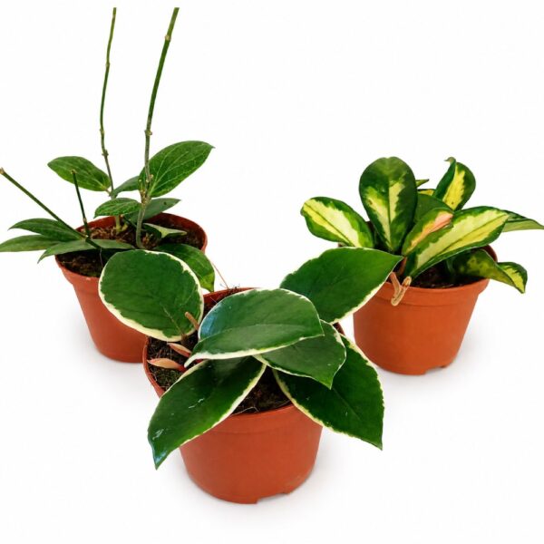 triohoya triohoya