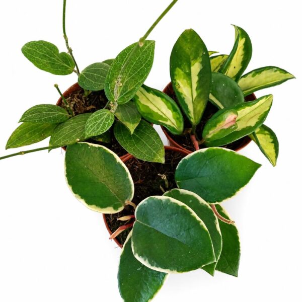 triohoya
