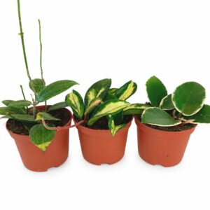 triohoya