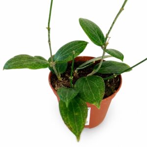 triohoya