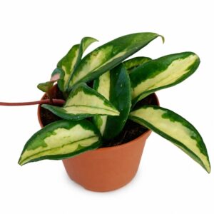 triohoya