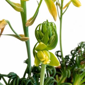 Albuca spiralis