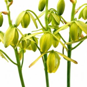 Albuca spiralis