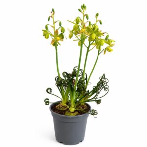 Albuca spiralis