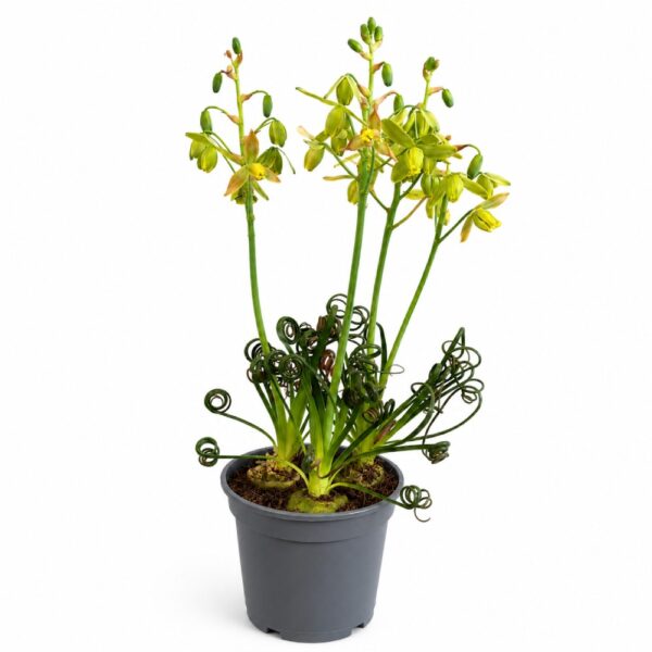 Albuca spiralis