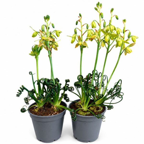 Albuca spiralis