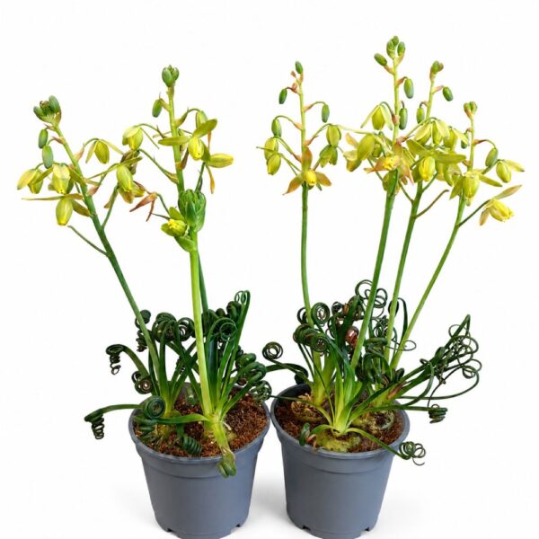 Albuca spiralis Albuca spiralis