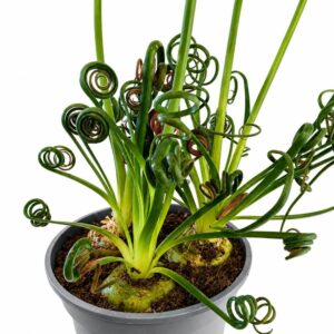 Albuca spiralis
