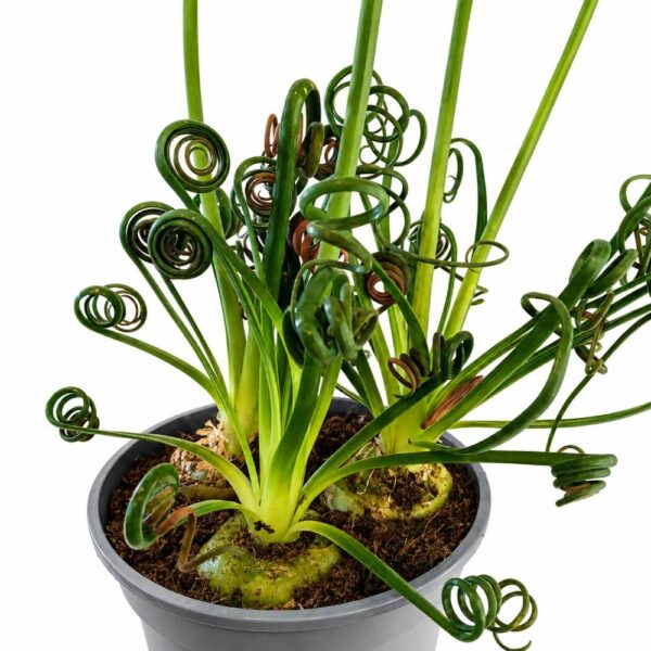 Albuca spiralis