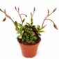 Anacampseros rufescens Sunrise