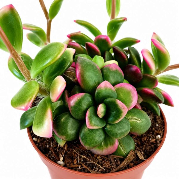 Anacampseros rufescens Sunrise