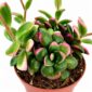 Anacampseros rufescens Sunrise
