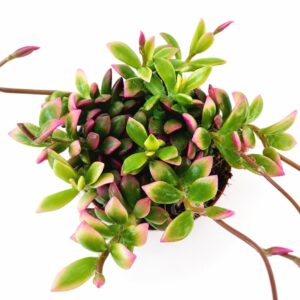 Anacampseros rufescens Sunrise