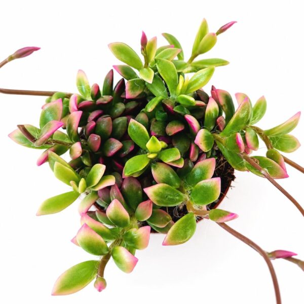 Anacampseros rufescens Sunrise