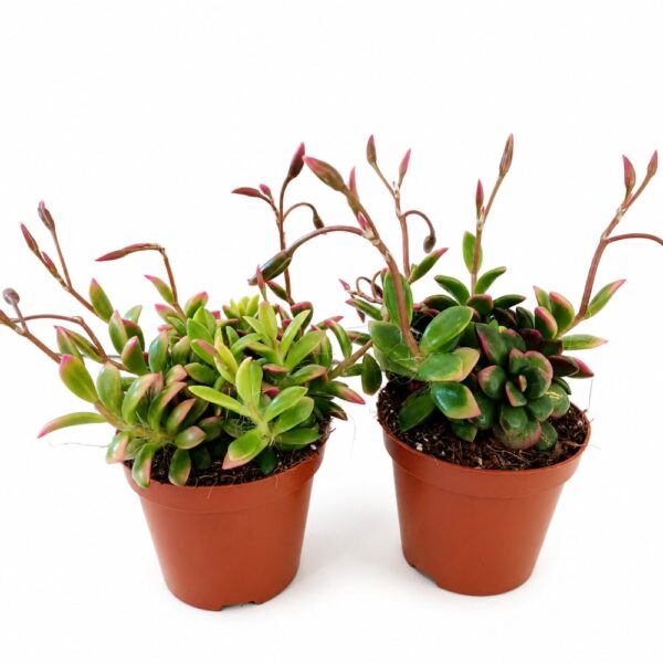Anacampseros rufescens Sunrise