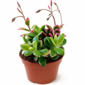 Anacampseros rufescens Sunrise