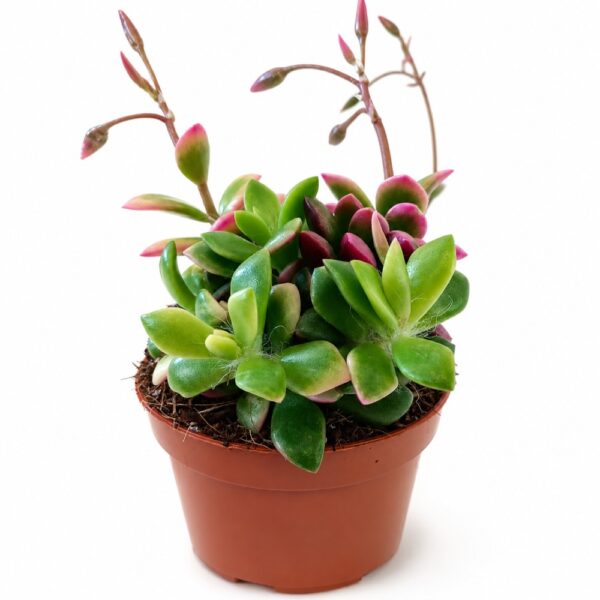 Anacampseros rufescens Sunrise