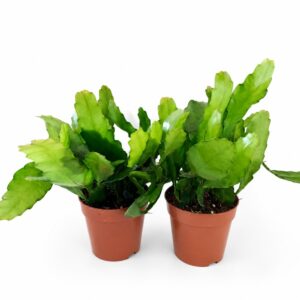 Epiphyllum Fruhlingsgold