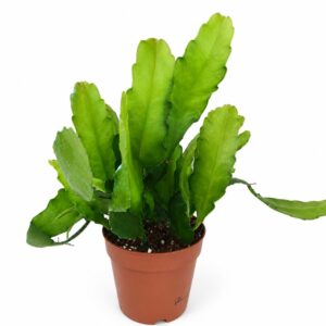 Epiphyllum Fruhlingsgold