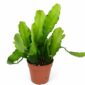 Epiphyllum Fruhlingsgold
